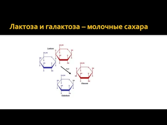 Лактоза и галактоза – молочные сахара