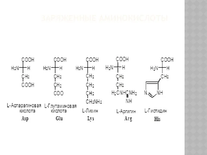 ЗАРЯЖЕННЫЕ АМИНОКИСЛОТЫ