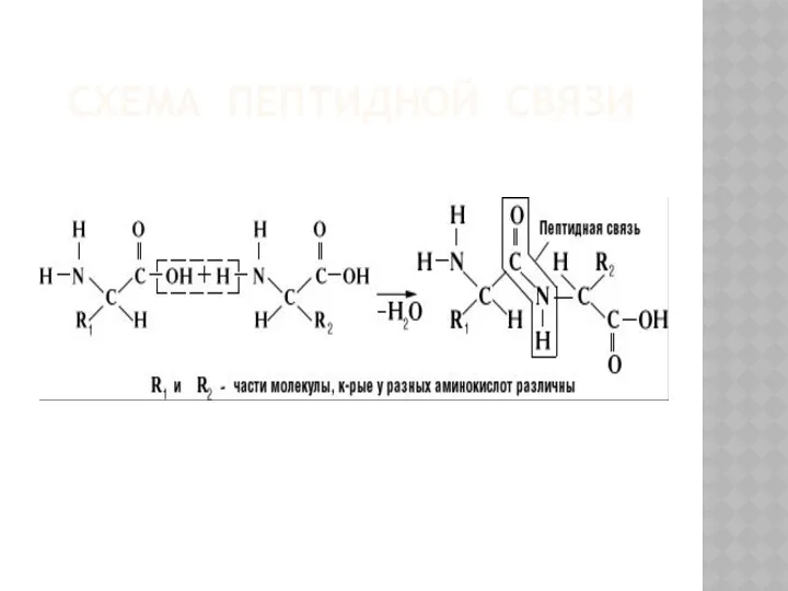 СХЕМА ПЕПТИДНОЙ СВЯЗИ