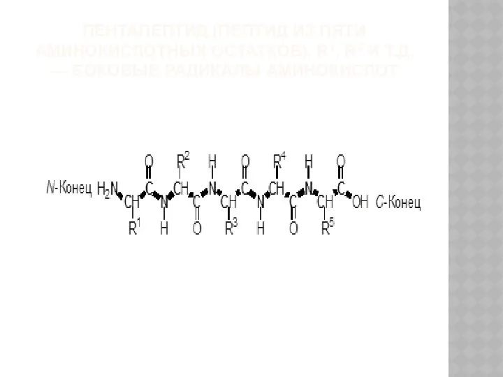 ПЕНТАПЕПТИД (ПЕПТИД ИЗ ПЯТИ АМИНОКИСЛОТНЫХ ОСТАТКОВ). R1, R2 И Т.Д. — БОКОВЫЕ РАДИКАЛЫ АМИНОКИСЛОТ