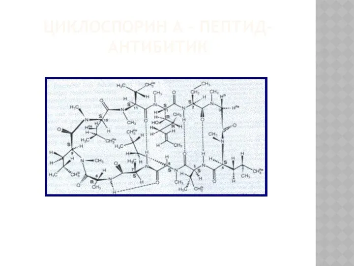 ЦИКЛОСПОРИН А – ПЕПТИД-АНТИБИТИК