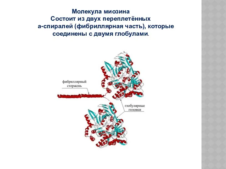 Молекула миозина Состоит из двух переплетённых a-спиралей (фибриллярная часть), которые соединены с двумя глобулами.