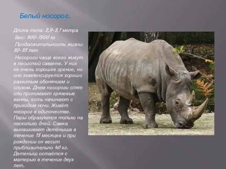 Белый носорог. Длина тела: 2,9-3,1 метра Вес: 900-1300 кг Продолжительность жизни: