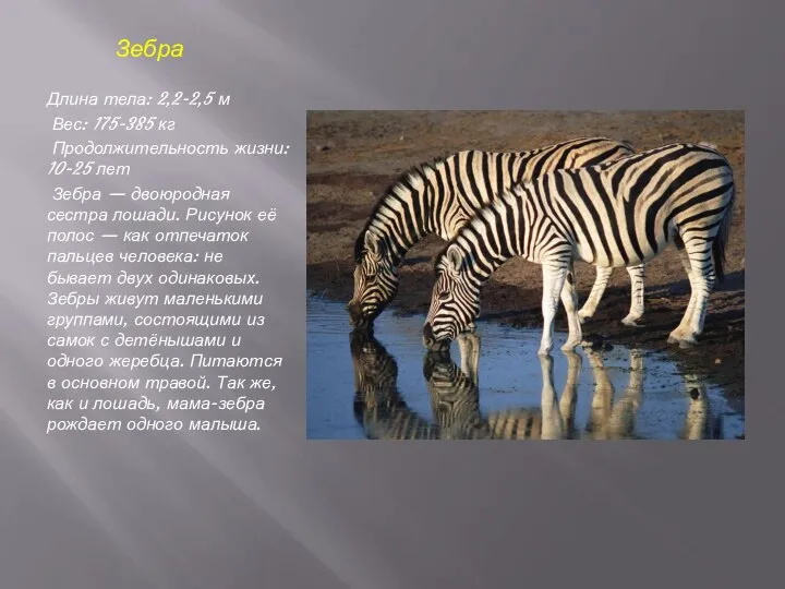 Зебра Длина тела: 2,2-2,5 м Вес: 175-385 кг Продолжительность жизни: 10-25
