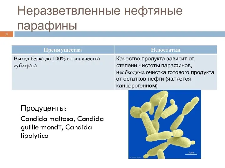 Неразветвленные нефтяные парафины Продуценты: Candida maltosa, Candida guilliermondii, Candida lipolytica