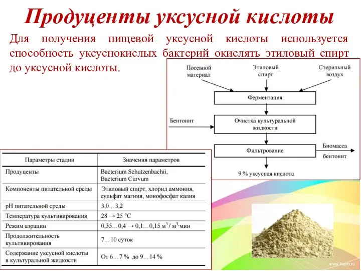 Продуценты уксусной кислоты Для получения пищевой уксусной кислоты используется способность уксуснокислых