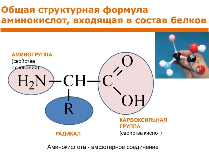 Общая структурная формула аминокислот, входящая в состав белков РАДИКАЛ АМИНОГРУППА (свойства