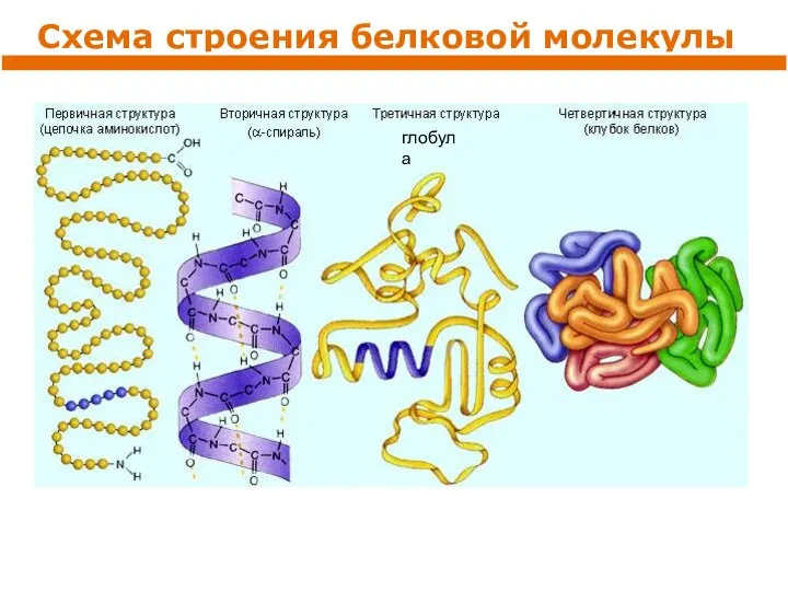 Схема строения белковой молекулы глобула