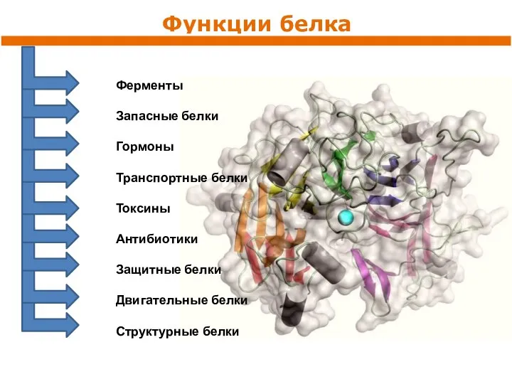 Функции белка Ферменты Запасные белки Гормоны Транспортные белки Токсины Антибиотики Защитные белки Двигательные белки Структурные белки