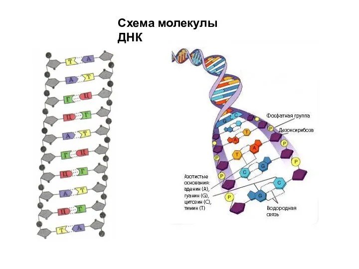 Схема молекулы ДНК