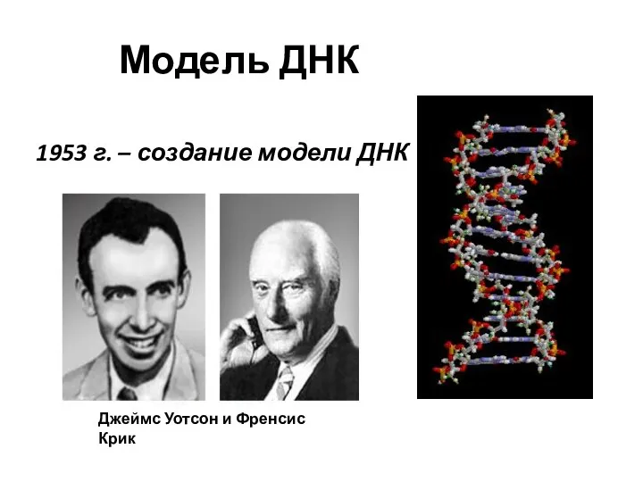 Модель ДНК 1953 г. – создание модели ДНК Джеймс Уотсон и Френсис Крик