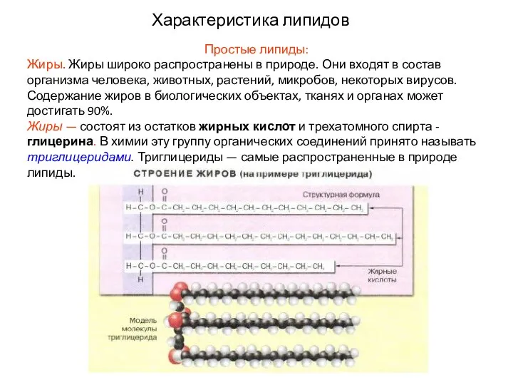 Характеристика липидов Простые липиды: Жиры. Жиры широко распространены в природе. Они