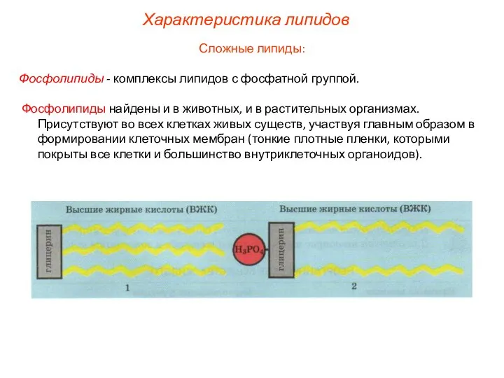 Характеристика липидов Сложные липиды: Фосфолипиды - комплексы липидов с фосфатной группой.