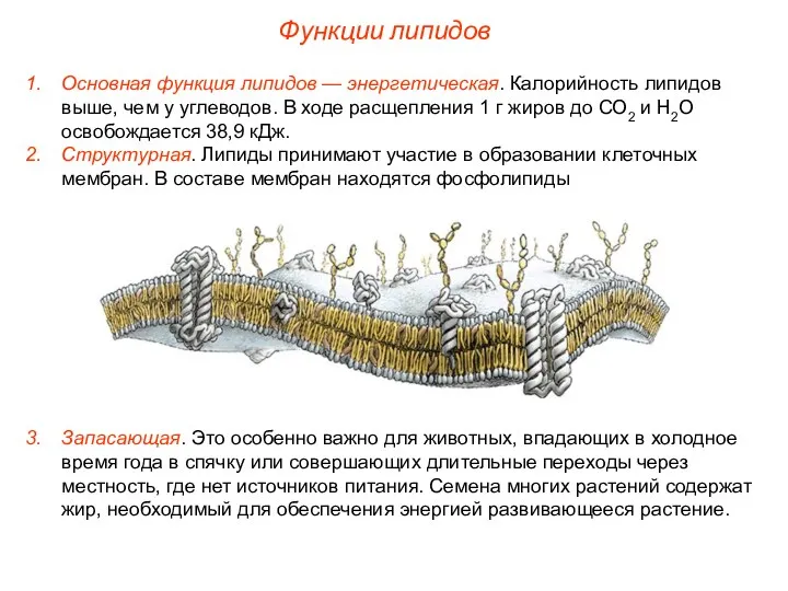 Функции липидов Основная функция липидов — энергетическая. Калорийность липидов выше, чем
