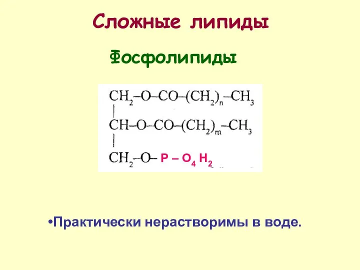 Сложные липиды Практически нерастворимы в воде. Фосфолипиды Р – О4 Н2