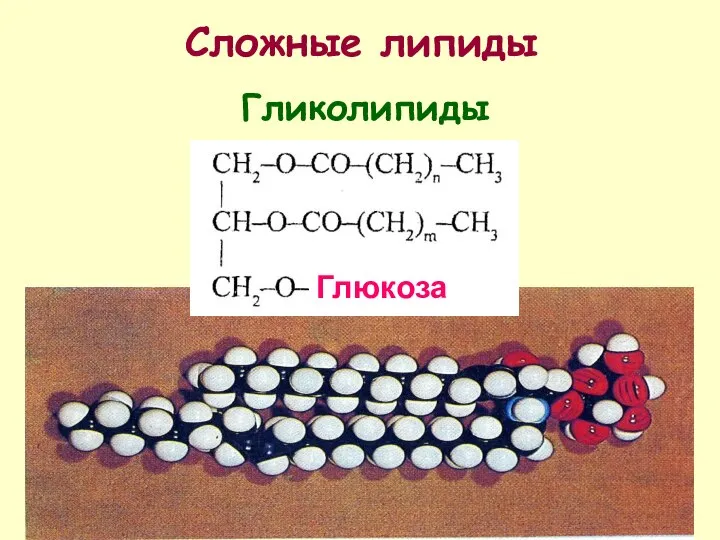 Сложные липиды Практически нерастворимы в воде. Гликолипиды Глюкоза