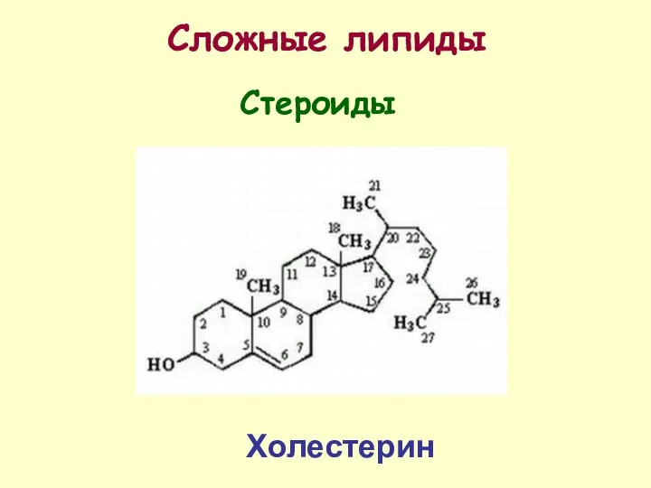 Сложные липиды Холестерин Стероиды