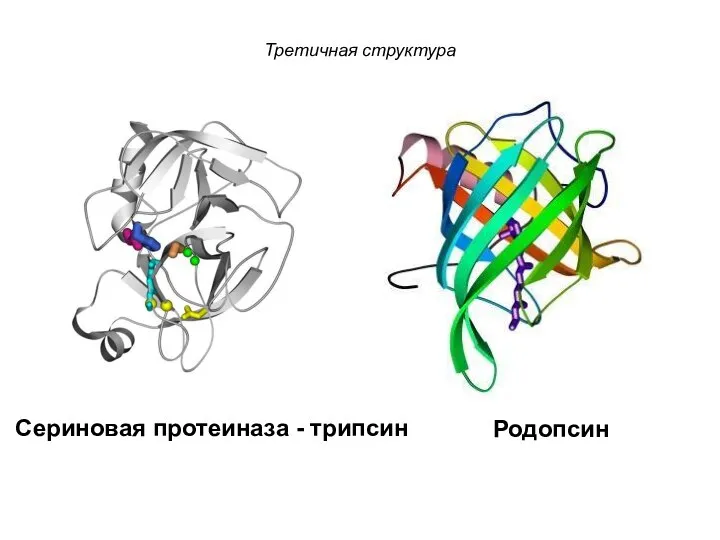 Третичная структура Сериновая протеиназа - трипсин Родопсин