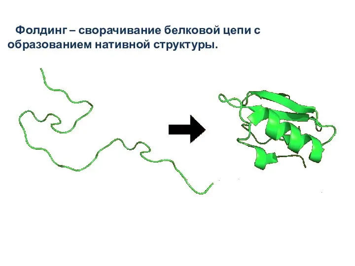 Фолдинг – сворачивание белковой цепи с образованием нативной структуры.