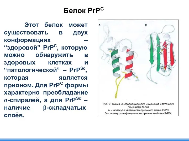 Этот белок может существовать в двух конформациях – “здоровой” PrPC, которую