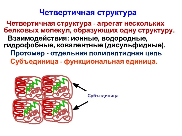 Четвертичная структура Четвертичная структура - агрегат нескольких белковых молекул, образующих одну