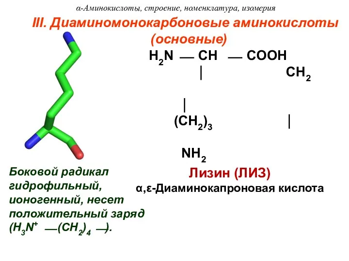 III. Диаминомонокарбоновые аминокислоты (основные) Лизин (ЛИЗ) α,ε-Диаминокапроновая кислота Боковой радикал гидрофильный,