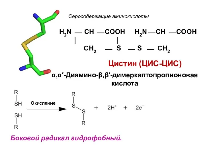 Окисление Боковой радикал гидрофобный. Серосодержащие аминокислоты Цистин (ЦИС-ЦИС) H2N ⎯ CH