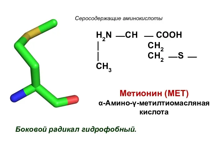 Серосодержащие аминокислоты Боковой радикал гидрофобный. H2N ⎯ CH ⎯ COOH ⏐