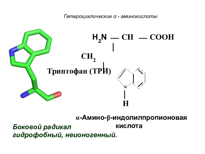 Гетероциклические α - аминокислоты Боковой радикал гидрофобный, неионогенный. H2N ⎯ CH