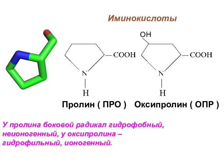 Иминокислоты У пролина боковой радикал гидрофобный, неионогенный, у оксипролина – гидрофильный,