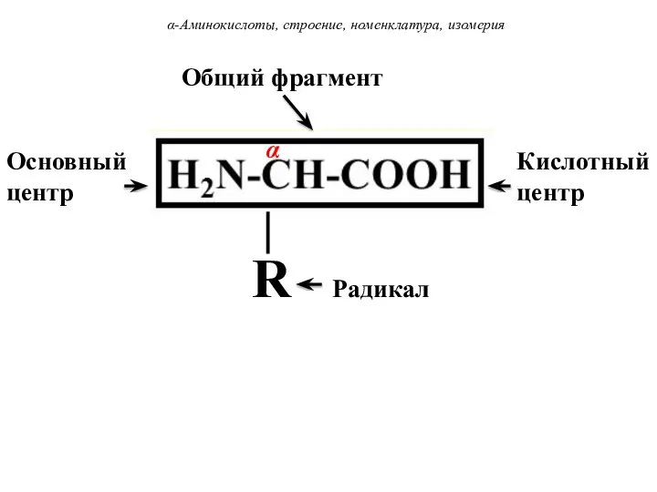 α-Аминокислоты, строение, номенклатура, изомерия Основный центр Кислотный центр Общий фрагмент ⏐ R Радикал α