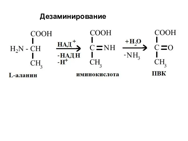 Дезаминирование