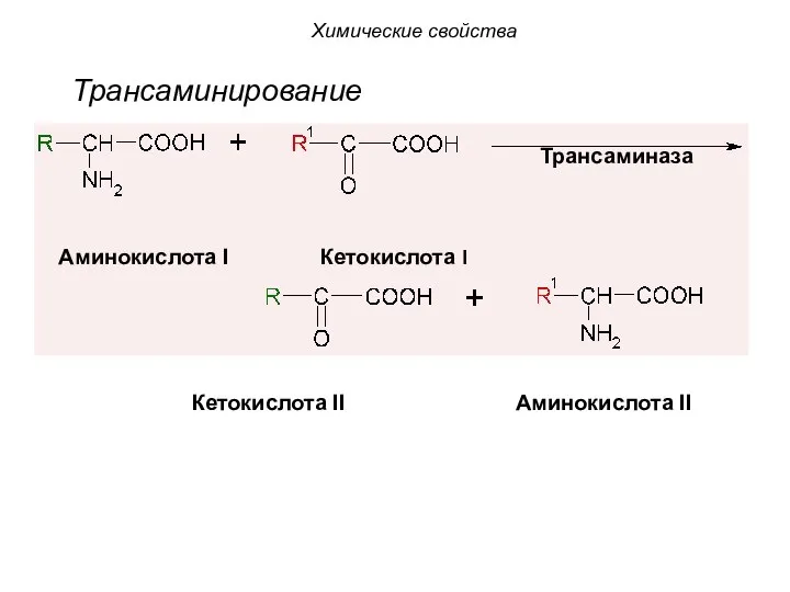 Трансаминирование Аминокислота I Кетокислота I Кетокислота II Аминокислота II Трансаминаза Химические свойства