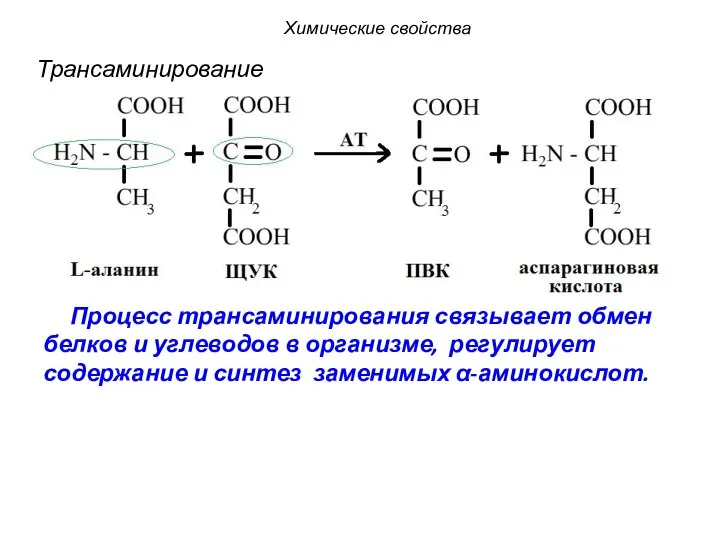 Процесс трансаминирования связывает обмен белков и углеводов в организме, регулирует содержание