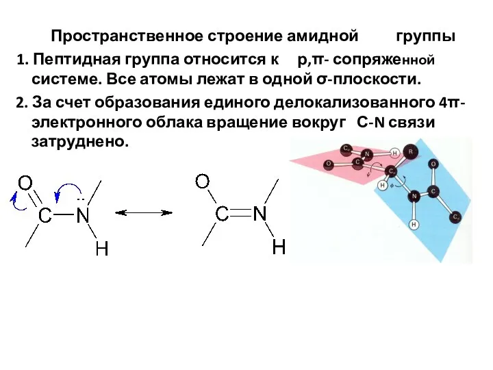 Пространственное строение амидной группы 1. Пептидная группа относится к р,π- сопряженной