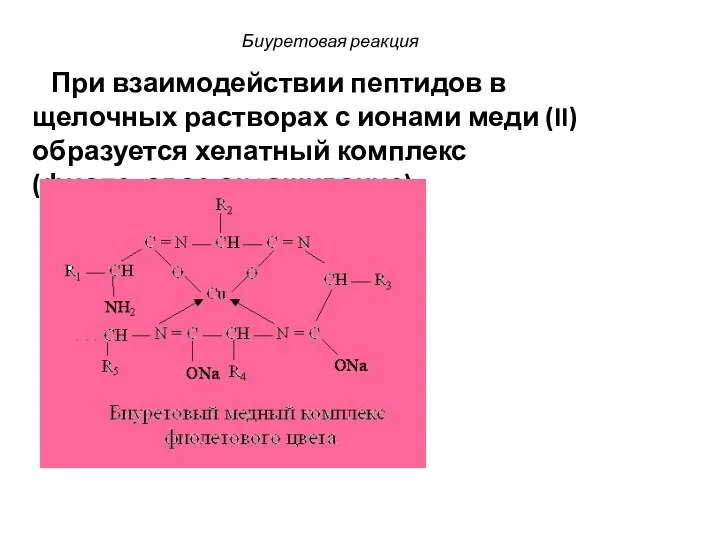 Биуретовая реакция При взаимодействии пептидов в щелочных растворах с ионами меди