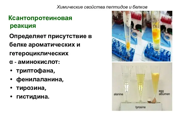 Ксантопротеиновая реакция Определяет присутствие в белке ароматических и гетероциклических α -