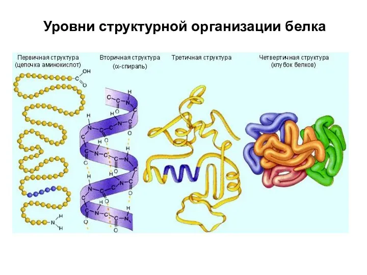 Уровни структурной организации белка