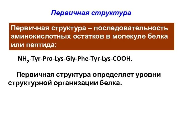 Первичная структура NH2-Tyr-Pro-Lys-Gly-Phe-Tyr-Lys-COOH. Первичная структура определяет уровни структурной организации белка. Первичная