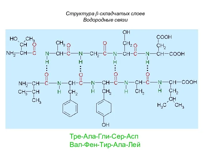 Структура β-складчатых слоев Водородные связи Тре-Ала-Гли-Сер-Асп Вал-Фен-Тир-Ала-Лей