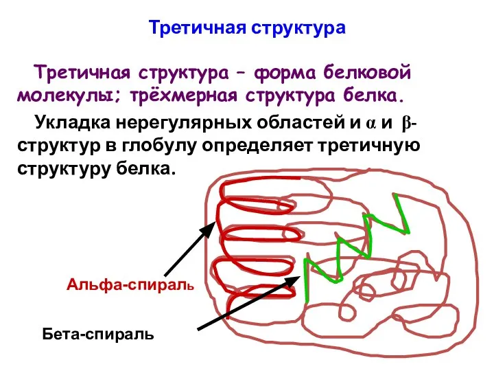 Третичная структура Третичная структура – форма белковой молекулы; трёхмерная структура белка.