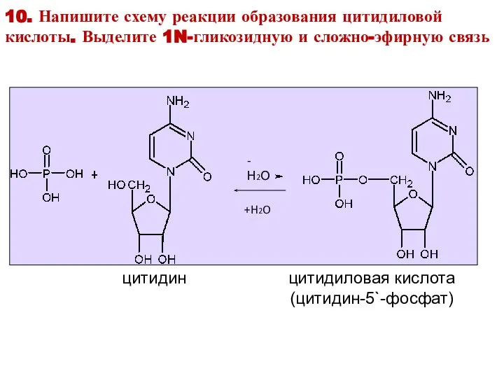 цитидин цитидиловая кислота (цитидин-5`-фосфат) -Н2О +H2O 10. Напишите схему реакции образования