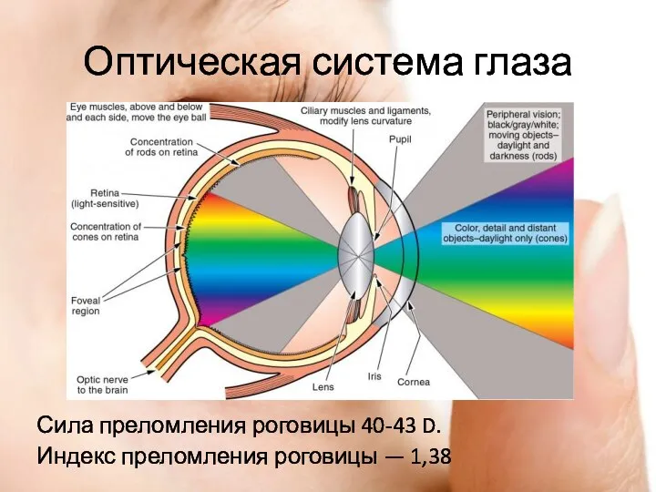 Оптическая система глаза Сила преломления роговицы 40-43 D. Индекс преломления роговицы — 1,38
