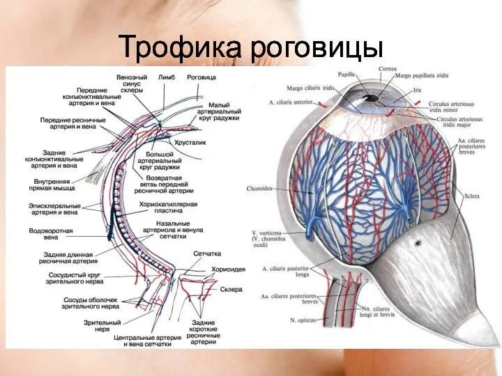 Трофика роговицы