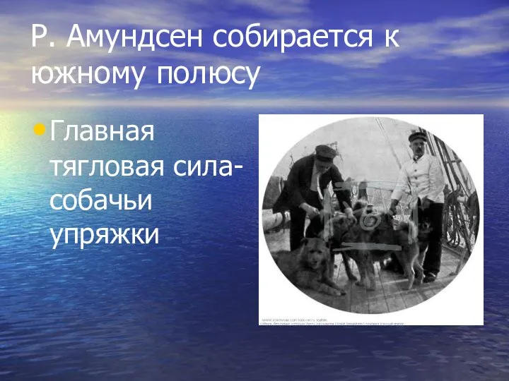 Р. Амундсен собирается к южному полюсу Главная тягловая сила-собачьи упряжки