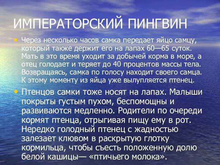 ИМПЕРАТОРСКИЙ ПИНГВИН Через несколько часов самка передает яйцо самцу, который также