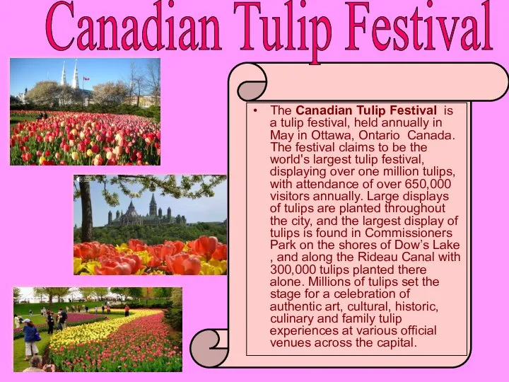 The Canadian Tulip Festival is a tulip festival, held annually in