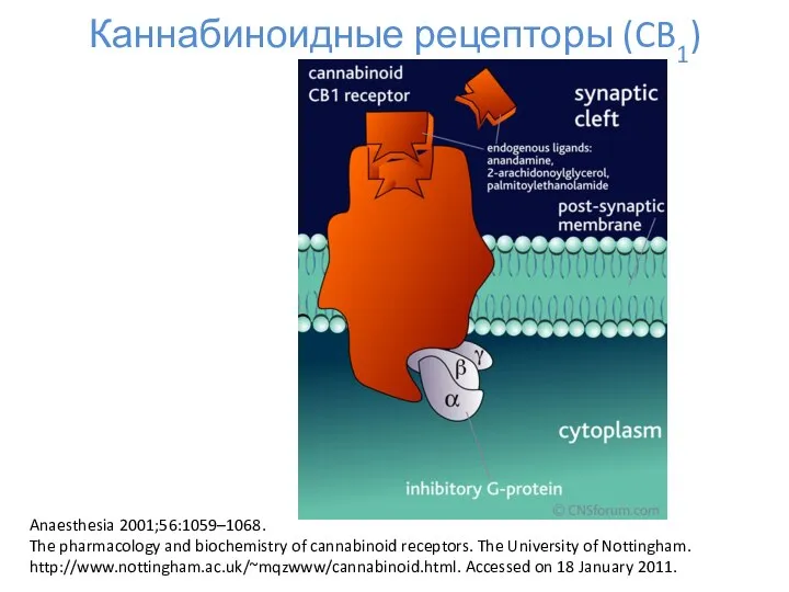 Каннабиноидные рецепторы (CB1) Anaesthesia 2001;56:1059–1068. The pharmacology and biochemistry of cannabinoid