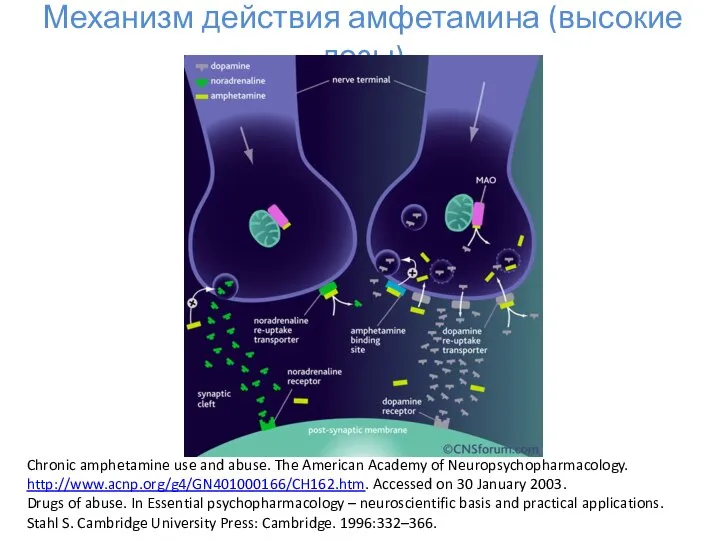 Механизм действия амфетамина (высокие дозы) Chronic amphetamine use and abuse. The