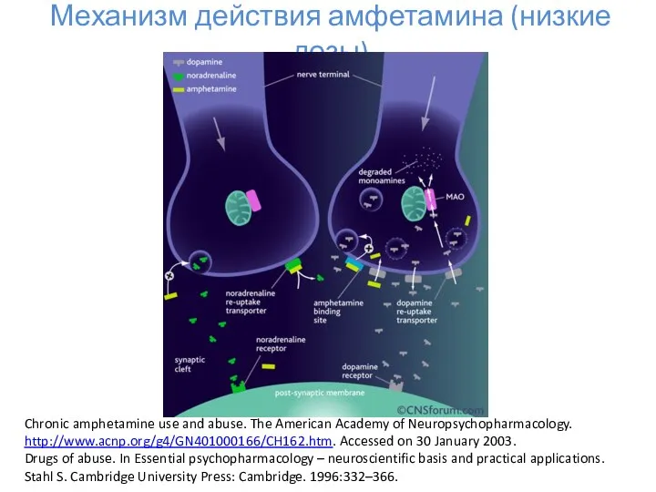 Механизм действия амфетамина (низкие дозы) Chronic amphetamine use and abuse. The